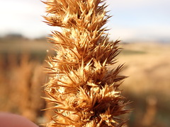 Amaranthus powellii