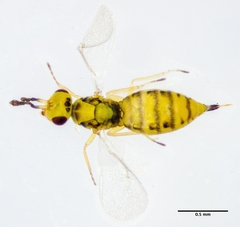 Cirrospilus