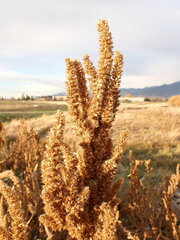 Amaranthus powellii