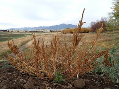 Amaranthus powellii