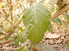 Amaranthus powellii
