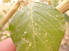 Amaranthus powellii