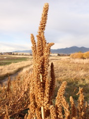Amaranthus powellii