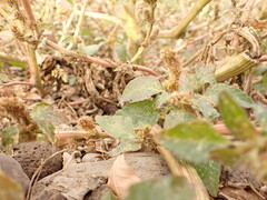 Amaranthus powellii