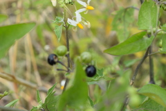 Solanum pilcomayense
