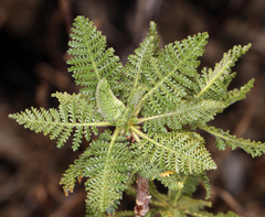 Chamaebatiaria millefolium