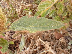 Amaranthus powellii
