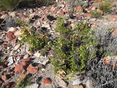 Aspalathus cliffortioides