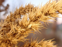 Amaranthus powellii