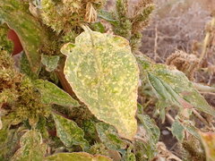 Amaranthus powellii
