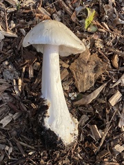 Volvopluteus gloiocephalus
