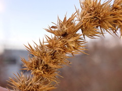 Amaranthus powellii