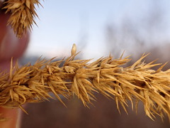 Amaranthus powellii