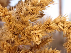 Amaranthus powellii