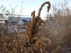 Amaranthus powellii