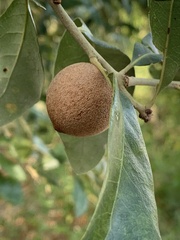 Disholcaspis cinerosa