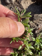Portulaca californica