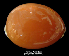 Callistocypraea aurantium