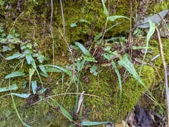 Asplenium rhizophyllum