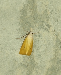 Scirpophaga