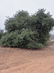 Quercus wislizeni