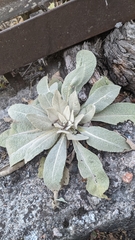 Verbascum songaricum