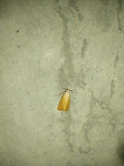 Scirpophaga