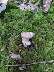 Lycoperdon nigrescens
