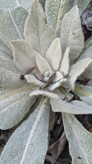 Verbascum songaricum