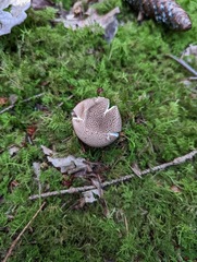 Lycoperdon nigrescens