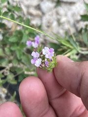 Lantana achyranthifolia