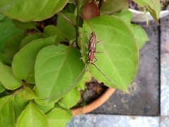 Ambonus distinctus