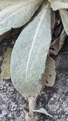 Verbascum songaricum