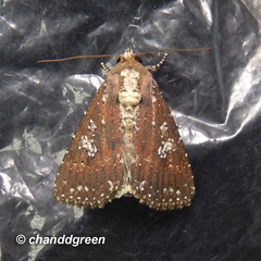 Condica albigutta