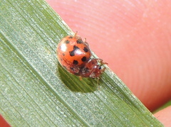 Subcoccinella vigintiquatuorpunctata