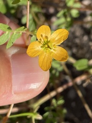Kallstroemia californica