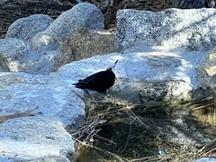 Dryobates albolarvatus