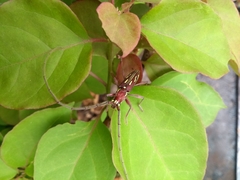 Ambonus distinctus