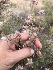 Dalea formosa