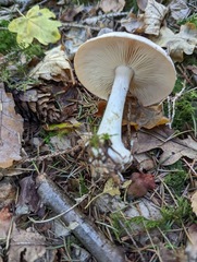 Leucocortinarius bulbiger