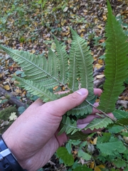 Dryopteris goldieana