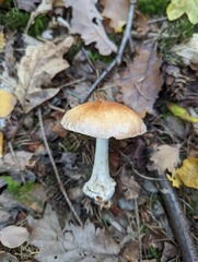 Leucocortinarius bulbiger