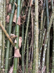Guadua angustifolia