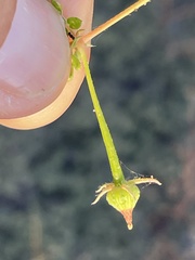 Kallstroemia californica