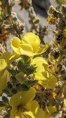 Verbascum songaricum