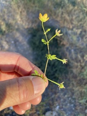 Kallstroemia californica