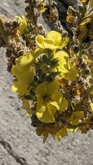 Verbascum songaricum