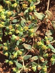 Euphorbia ocellata