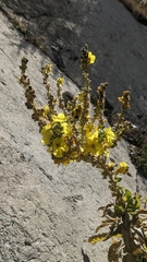 Verbascum songaricum