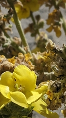 Verbascum songaricum